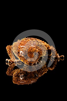 A Gecko and its reflection