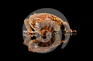 A Gecko and its reflection
