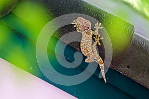 Gecko laying on the dark roof with green wall and green bokeh background.