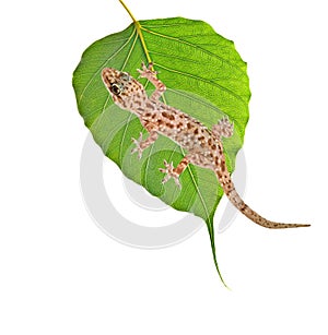 Gecko on leaf