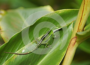 Gecko on the leaf