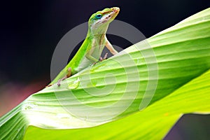 Gecko On Leaf