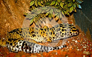 Gecko leopard