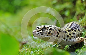 Gecko Leopard