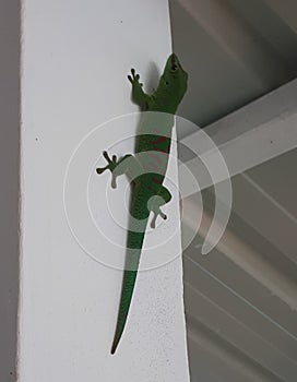 Gecko lezard tropical island summer