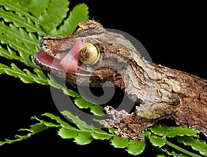 Gecko licking eye