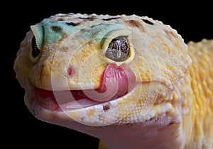 Gecko licking lips