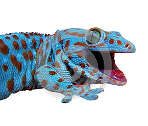 Gecko lizard