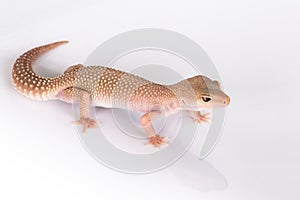 Gecko lizard