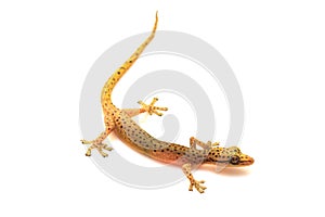 Gecko lizard isolated on white