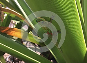 Gecko Lizard in Spring on Kauai Island, Hawaii.