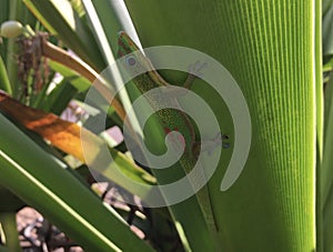 Gecko Lizard in Spring on Kauai Island, Hawaii.