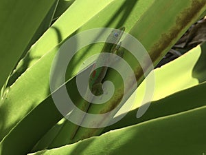 Gecko Lizard in Spring on Kauai Island, Hawaii.