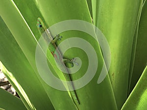 Gecko Lizard in Spring on Kauai Island, Hawaii.