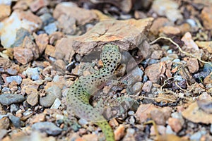 Gecko lizard from trpical forest
