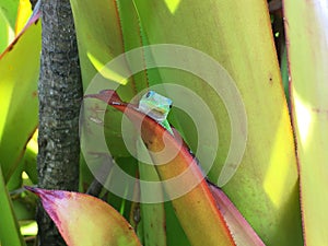 Gecko Lizards in Spring on Kauai Island, Hawaii.