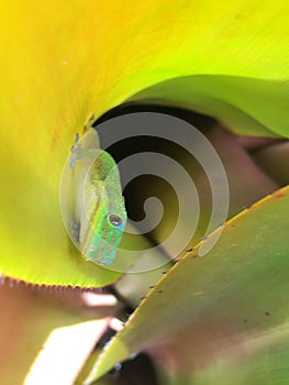 Gecko Lizards in Spring on Kauai Island, Hawaii.