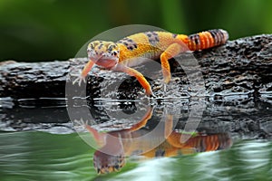 Beautiful Leopard gecko in reflection
