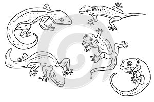 Gecko lizards wildlife animals reptiles desert dwellers set isolated on white