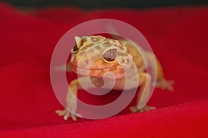 Gecko posing