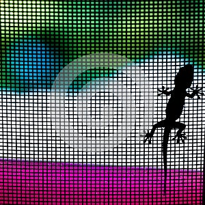 Gecko on a mosquito net waiting for a prey