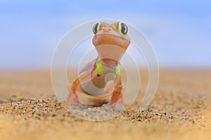 Gecko from Namib sand dune, Namibia. Pachydactylus rangei, Web-footed palmato gecko in the nature desert habitat. Lizard in
