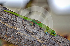 Gecko out on a limb