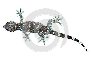 Gecko