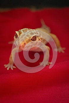 Gecko posing