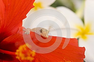 Gecko on red flower