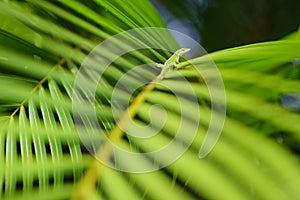 Gecko relaxing on green tropical leaf