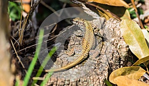 Gecko resting on wood