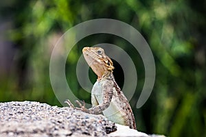 Gecko on a rock closeup, Serengeti, Tanzania