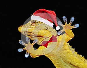 Gecko with santa claus hat and bow tie that greets everyone