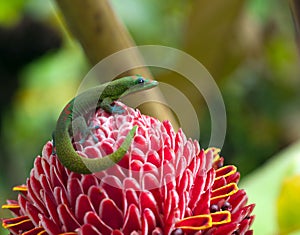 Gecko sitting on Red Torch Ginger Flower at Hawaii Big Island