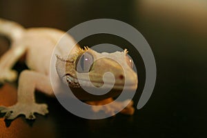 Lagarto el sonrie 