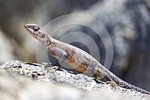 Gecko standing on a rock in Africa photo