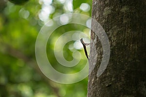 Gecko in Tangkoko National Park. North Sulawesi, Indonesia.