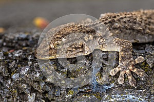 Gecko - Tarentola mauritanica photo