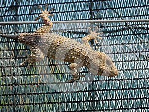 Gecko & x28;Tarentula mauritanica& x29;. An interesting young and curious gecko