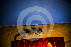 Gecko Tokay climbing a wall at night in Bali (Gekko gecko)