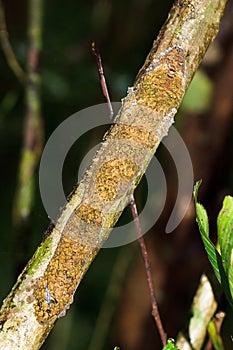 Gecko tree camouflage