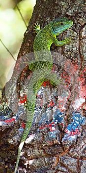 Gecko on Tree with Hicking Markings