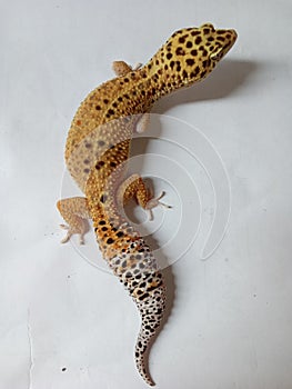 A gecko type animal that is highly sought after by reptile fans photo