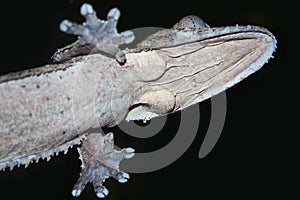 Gecko Underside photo