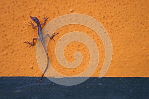 Gecko on Wall