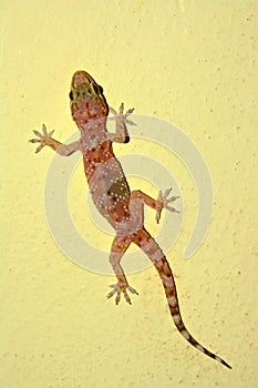 Gecko on a wall