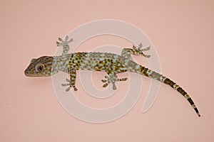 Gecko on the wall