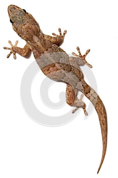 Lagarto en blanco 