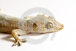 Gecko on white background